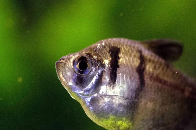 Black Widow Tetra