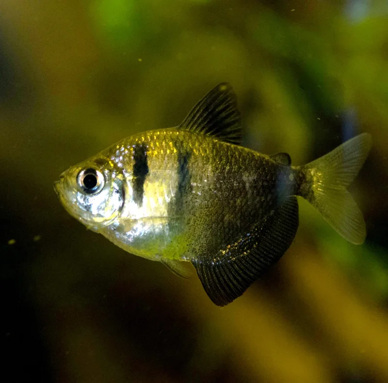 Black Widow Tetra