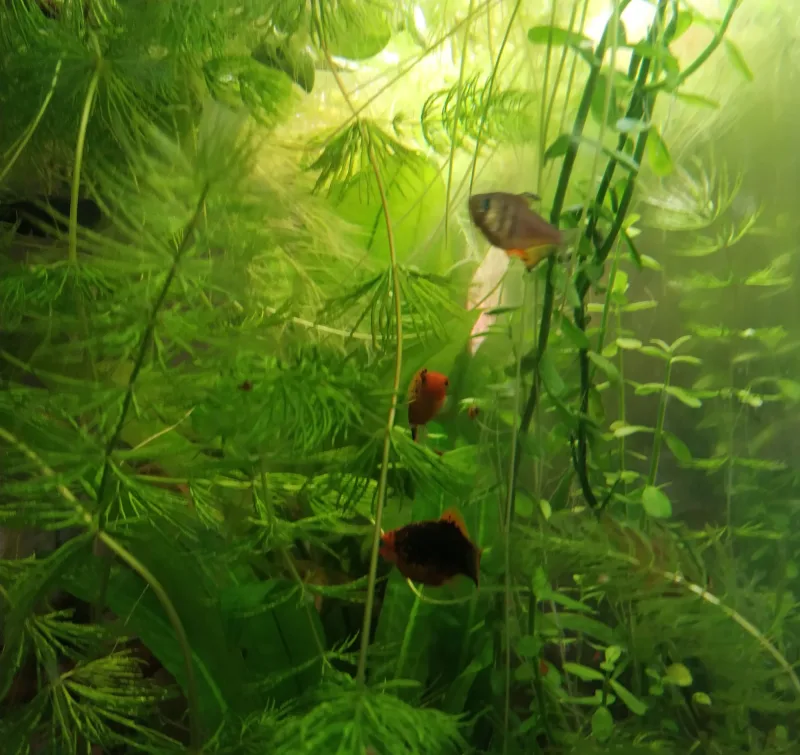 Flame Tetra