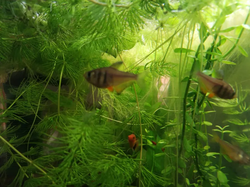 Flame Tetra Orange