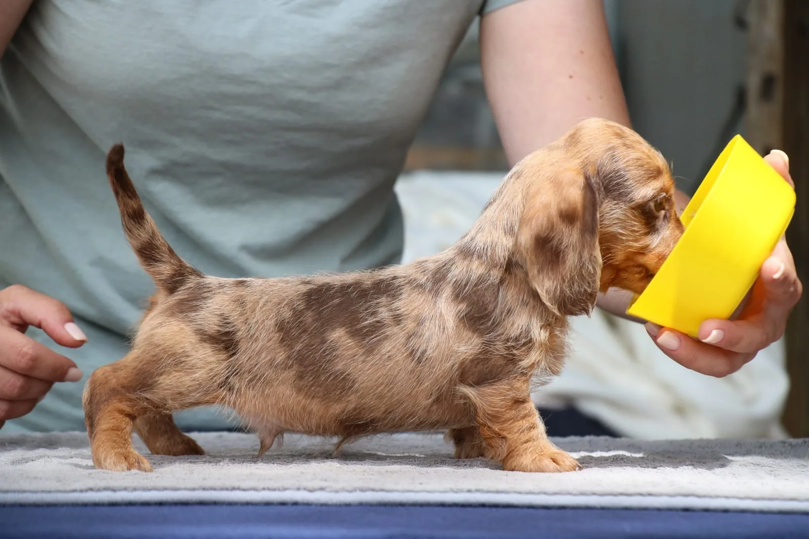 A pet from the Pet Town kennel
