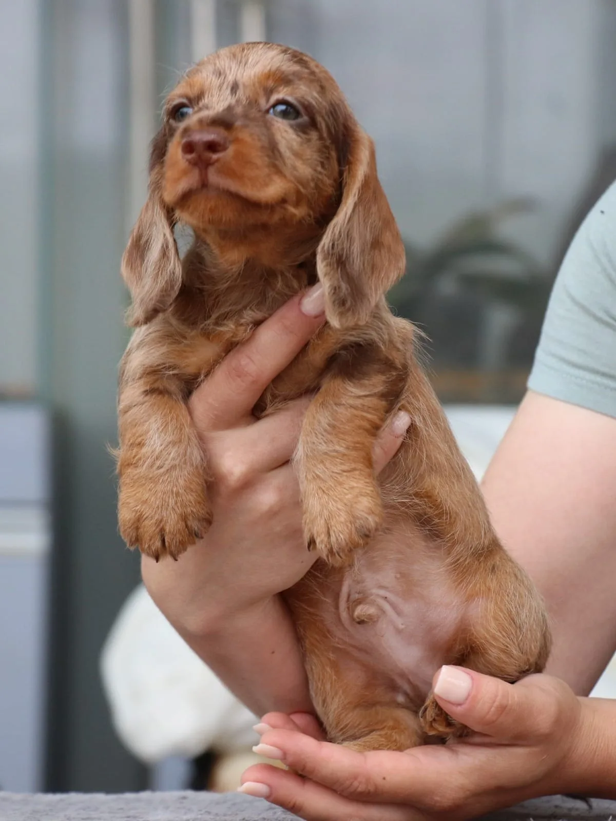 A pet from the Pet Town kennel
