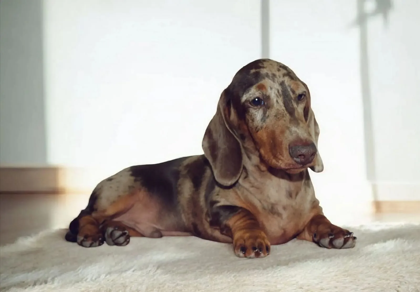 A pet from the Pet Town kennel