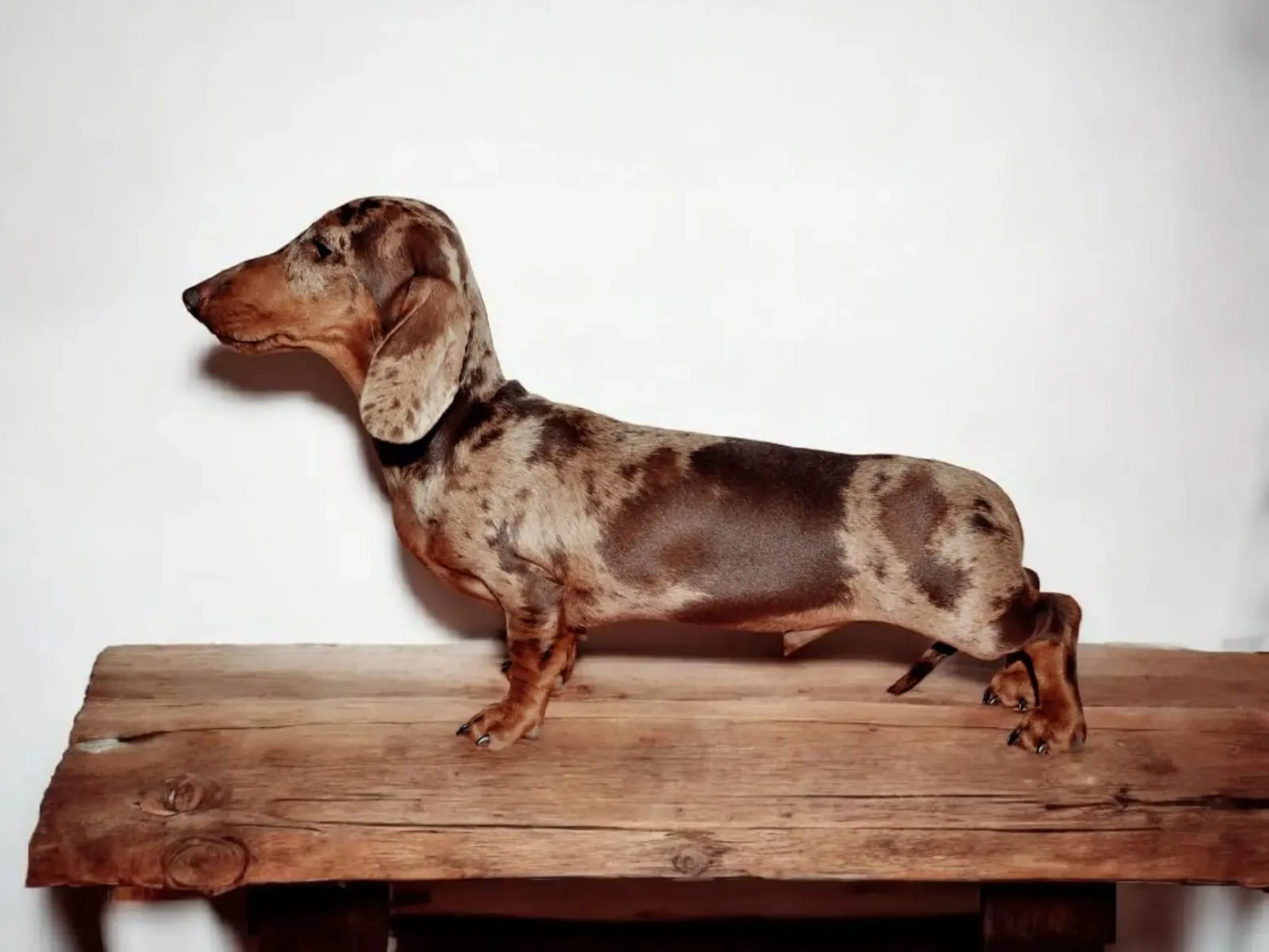 A pet from the Pet Town kennel