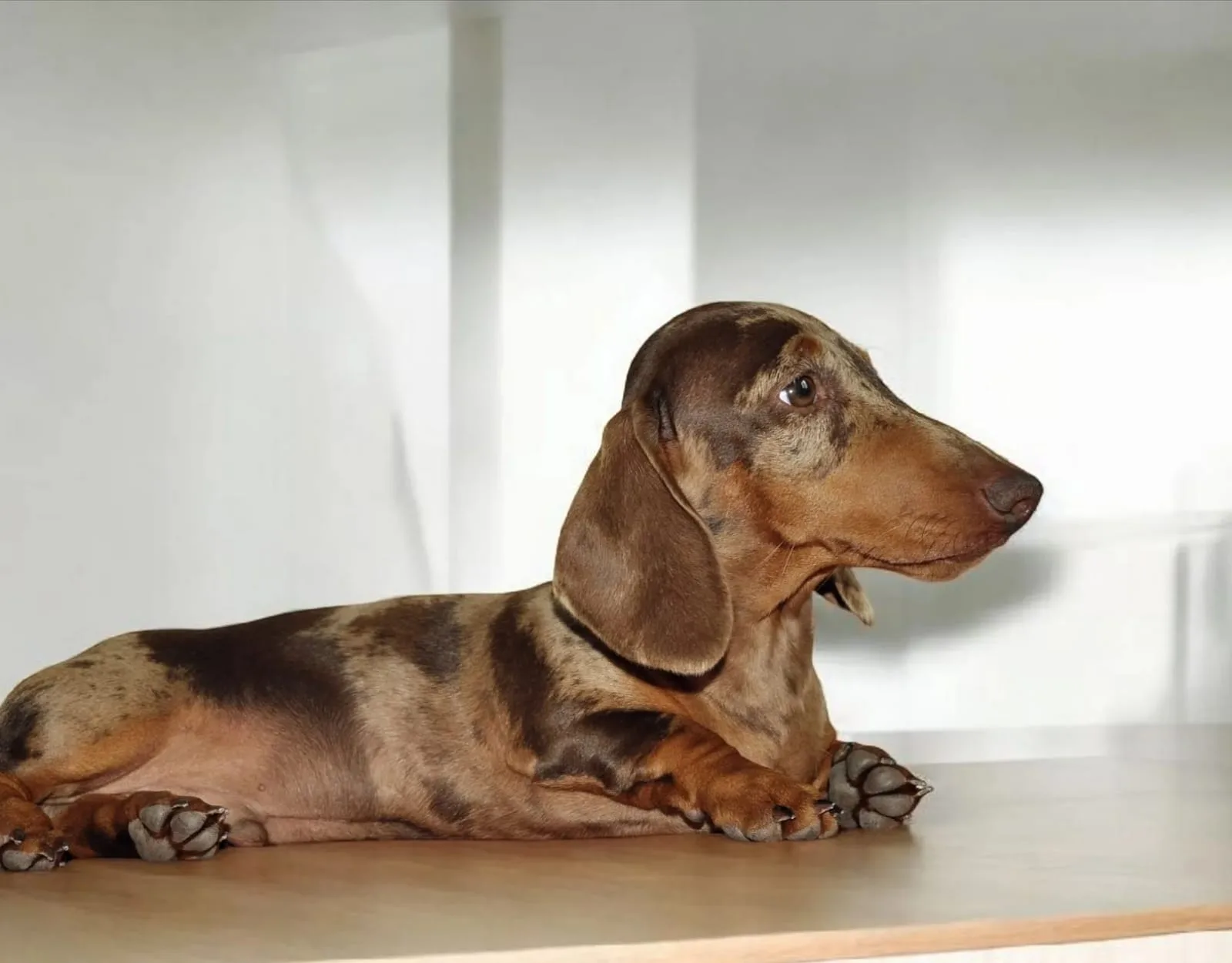 A pet from the Pet Town kennel