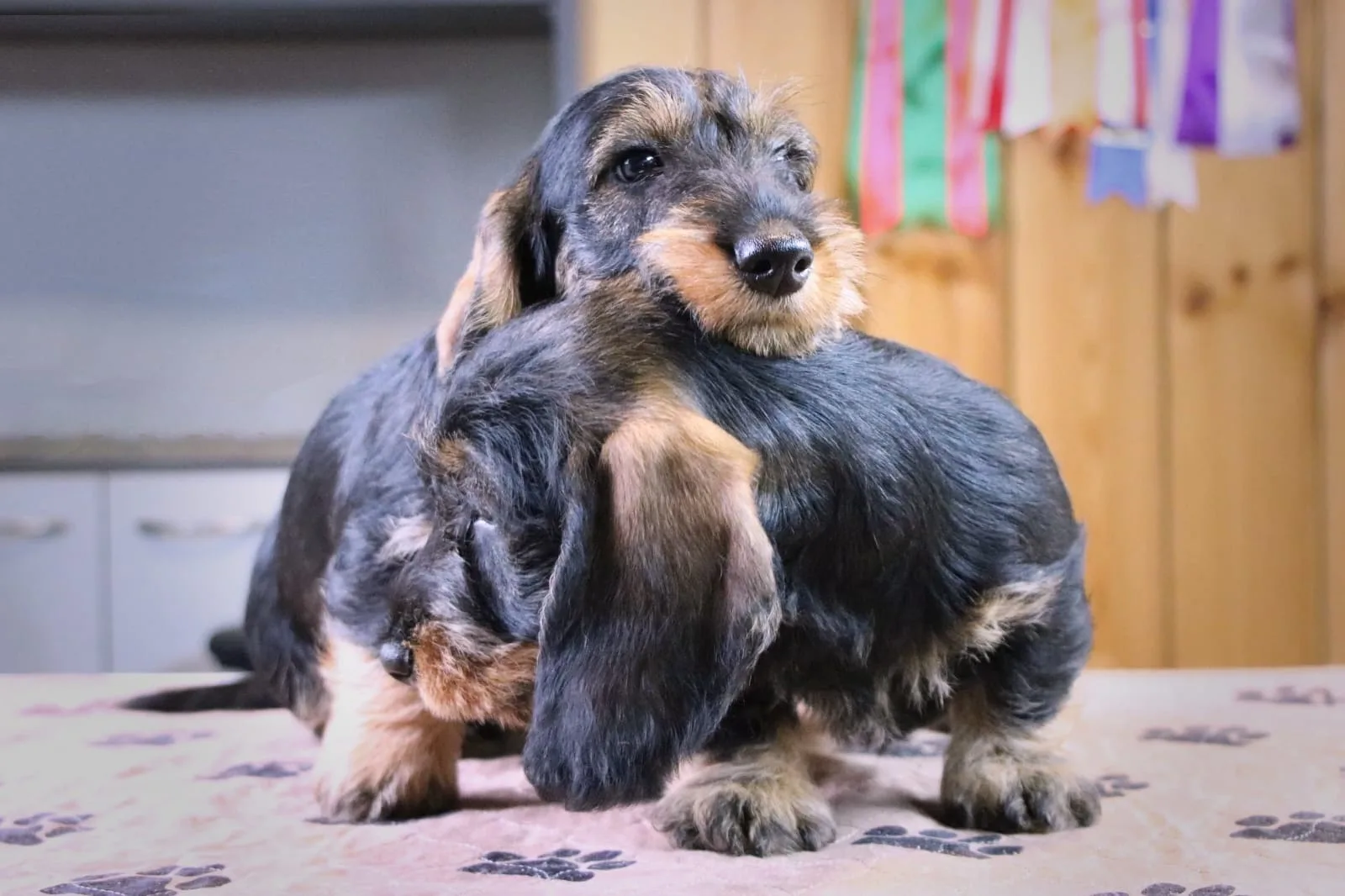 A pet from the Pet Town kennel