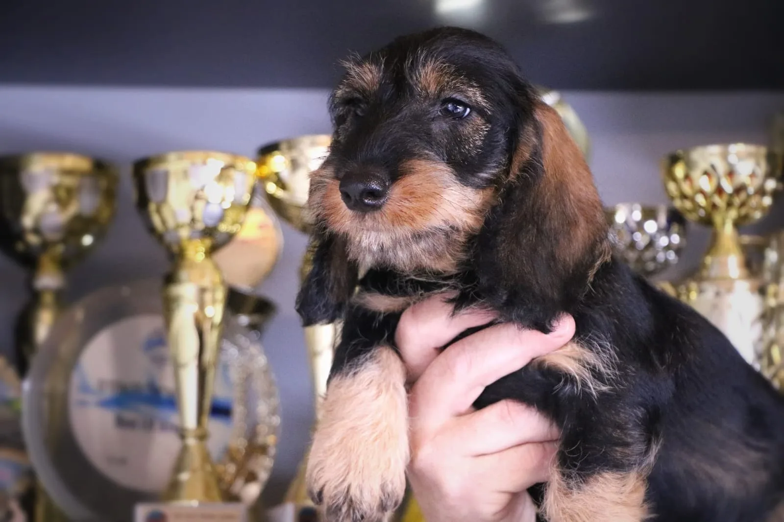 A pet from the Pet Town kennel