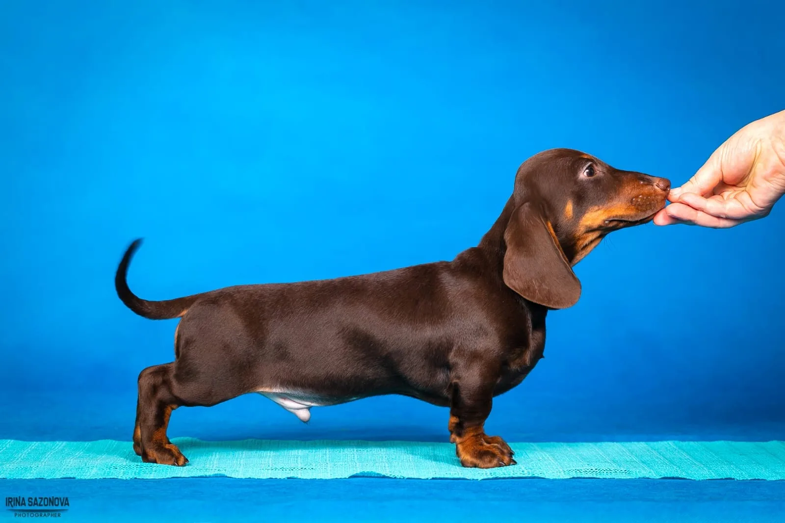 A pet from the Pet Town kennel