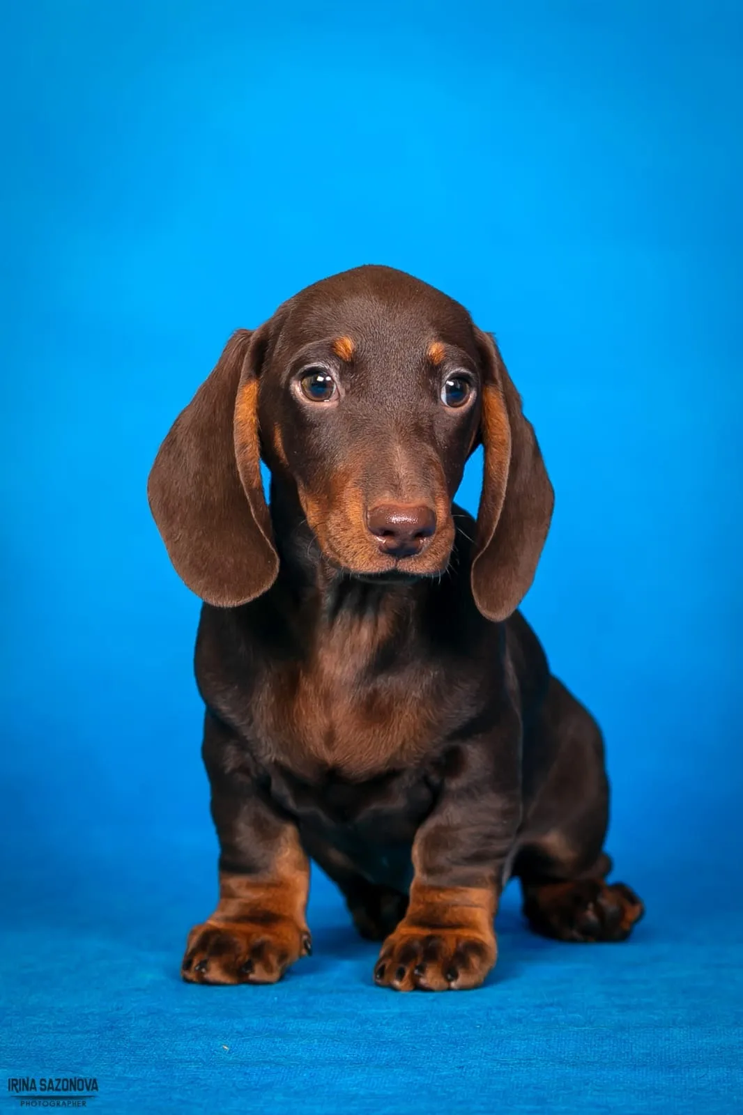 A pet from the Pet Town kennel