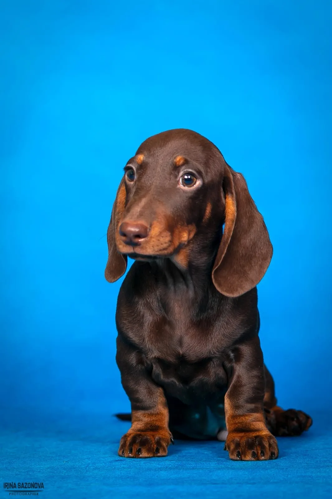 A pet from the Pet Town kennel
