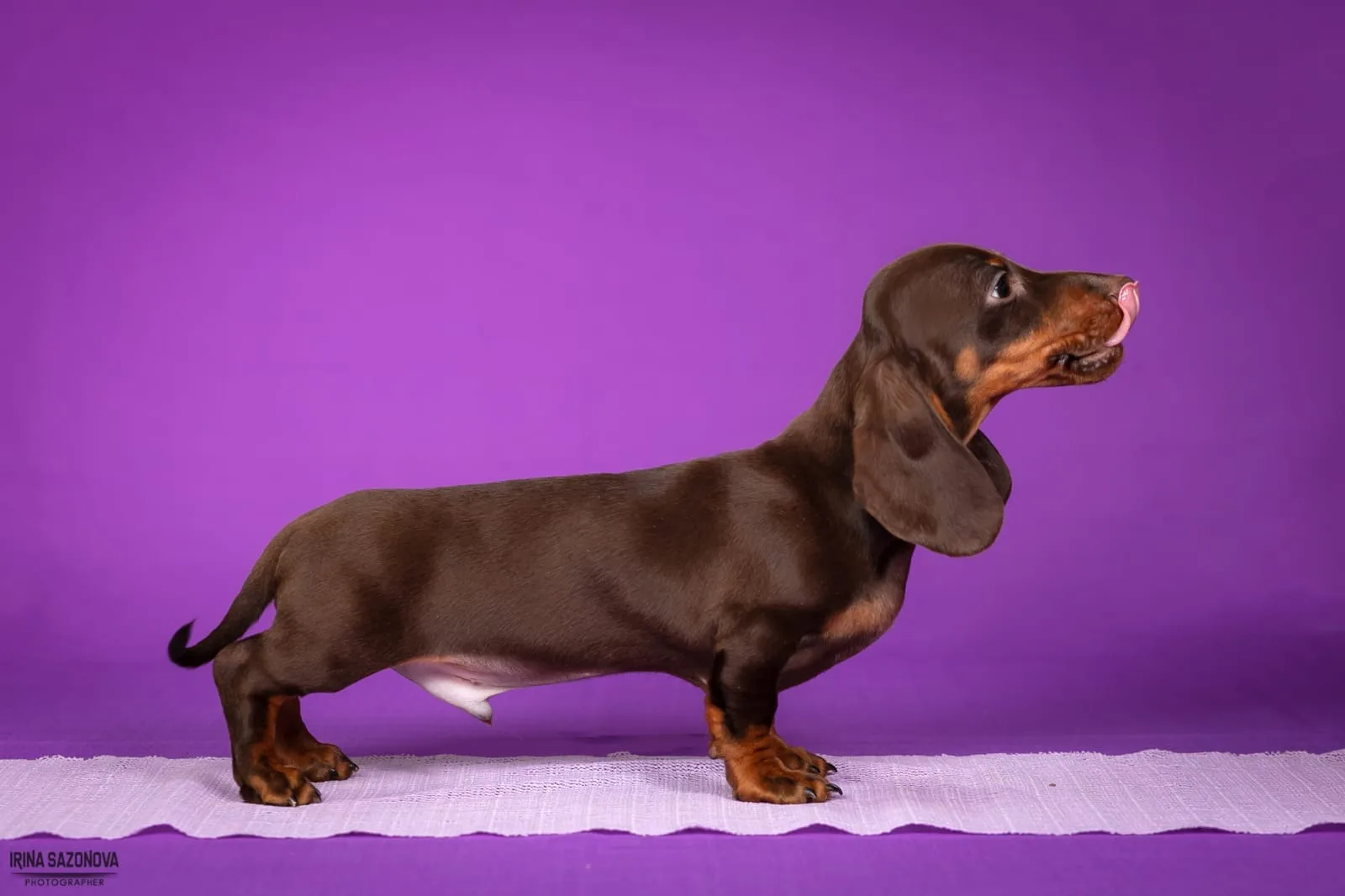 A pet from the Pet Town kennel