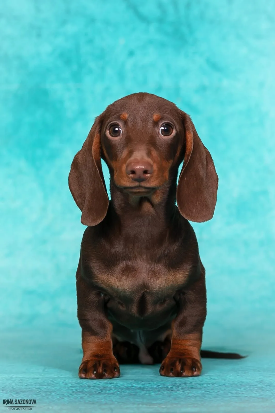 A pet from the Pet Town kennel