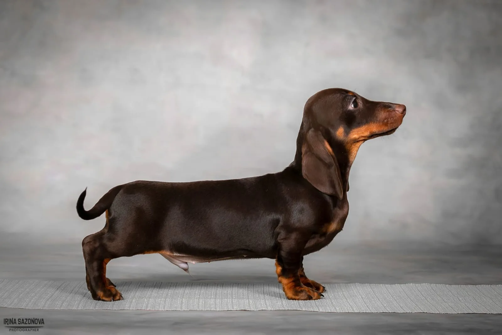 A pet from the Pet Town kennel