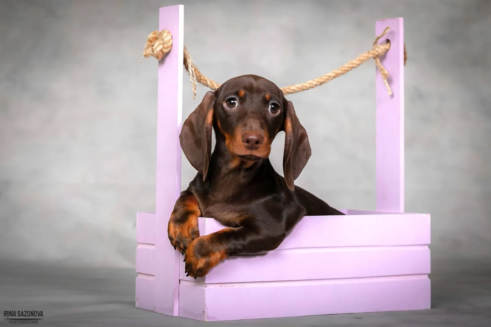 A pet from the Pet Town kennel