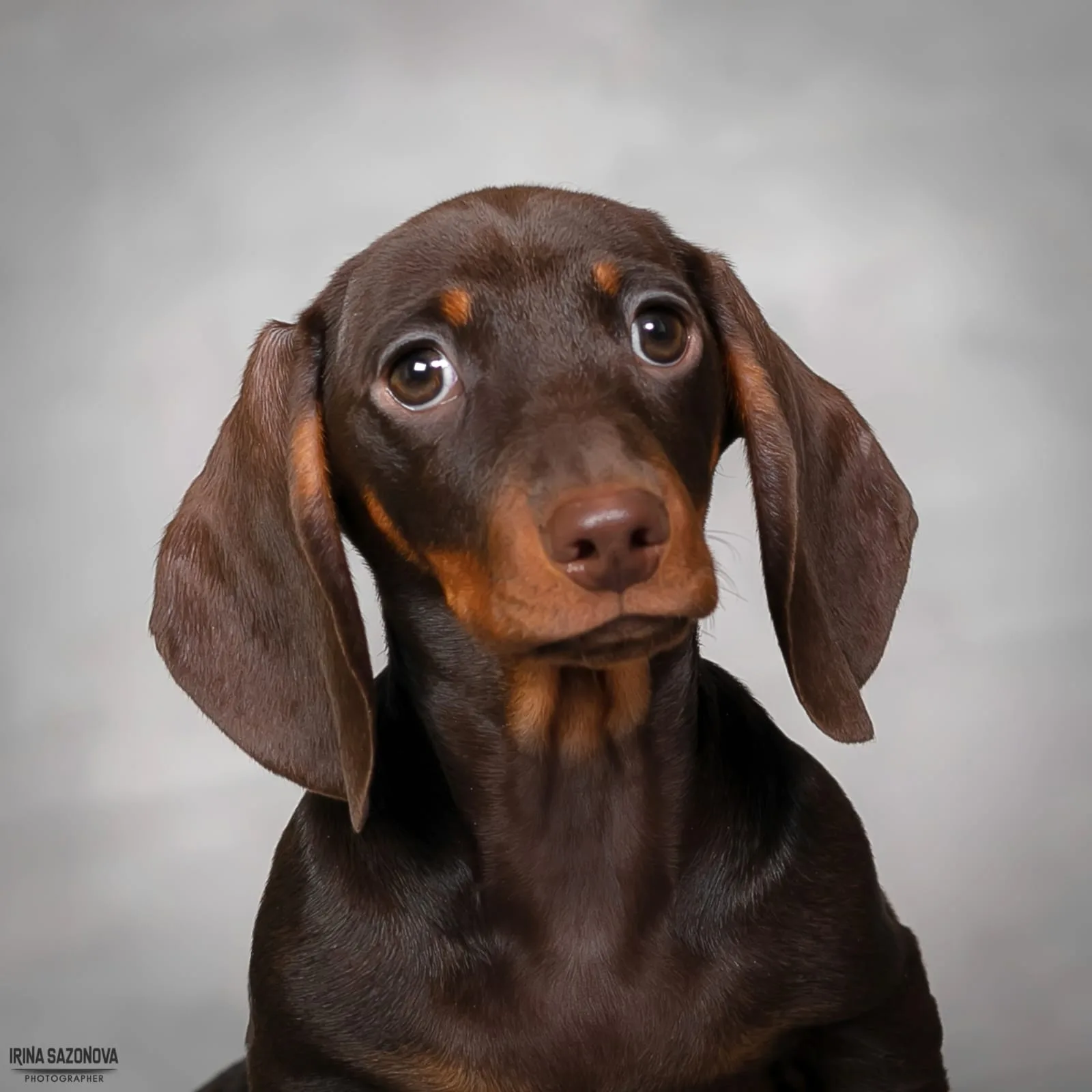 A pet from the Pet Town kennel