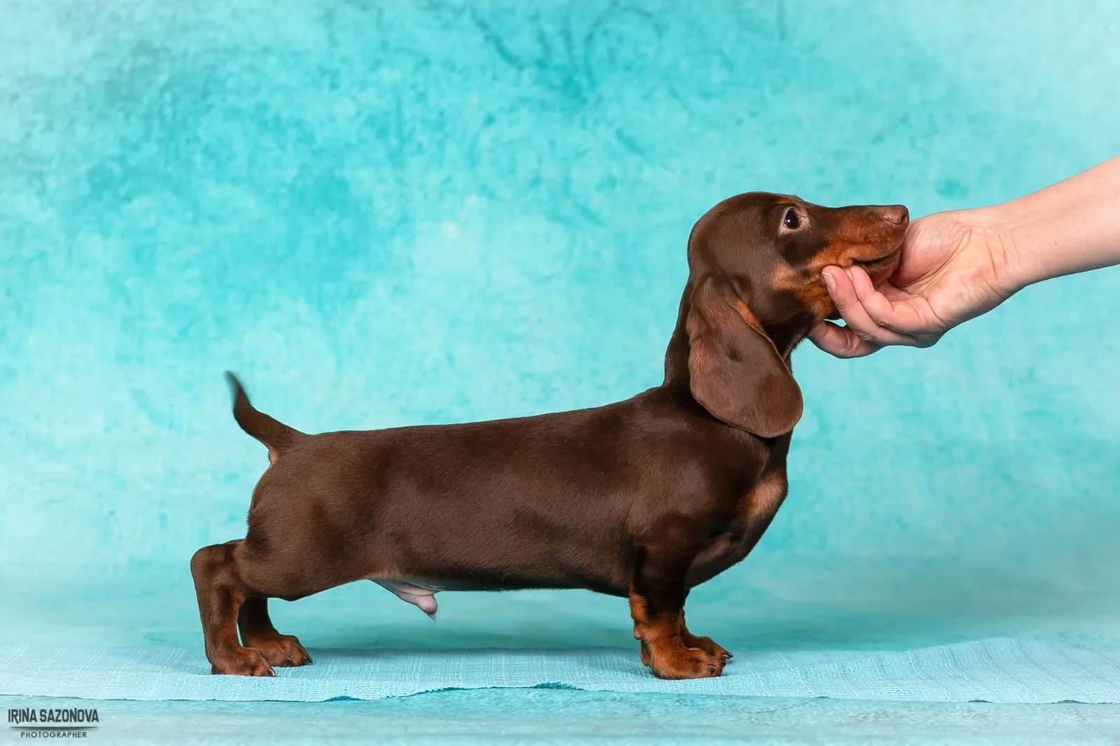 A pet from the Pet Town kennel
