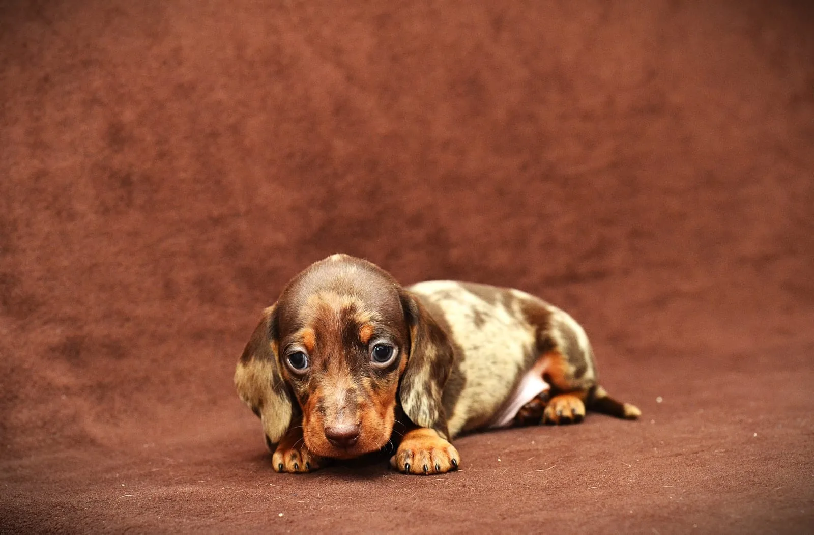 A pet from the Pet Town kennel