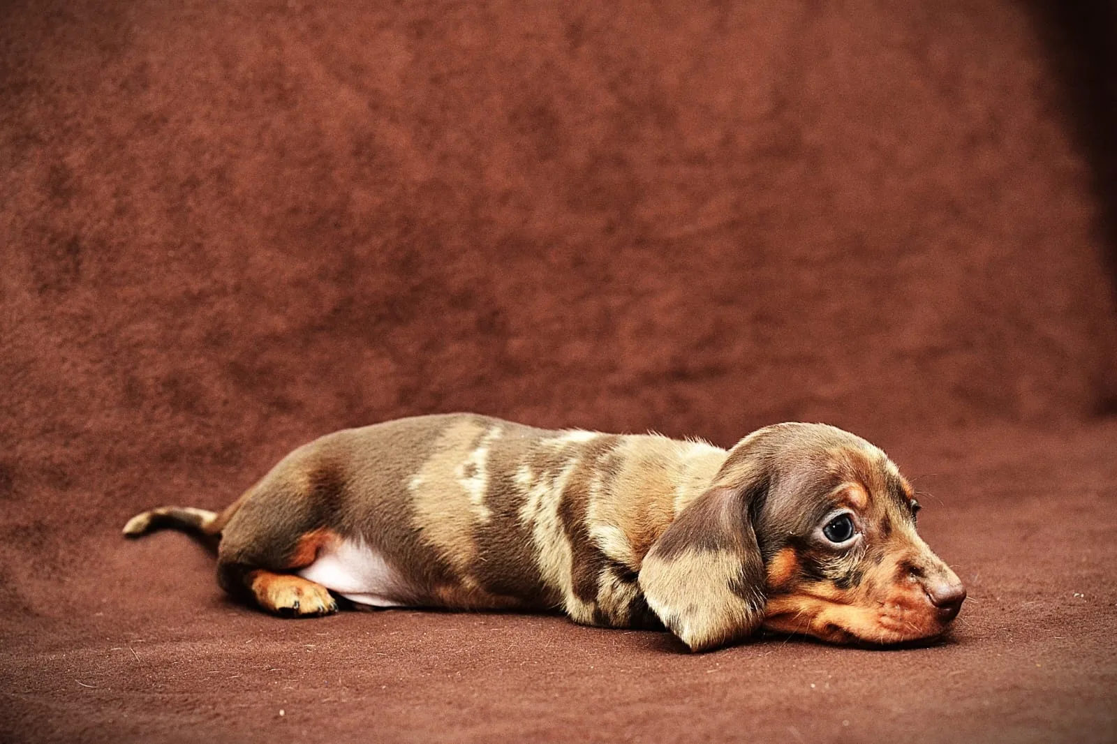 A pet from the Pet Town kennel