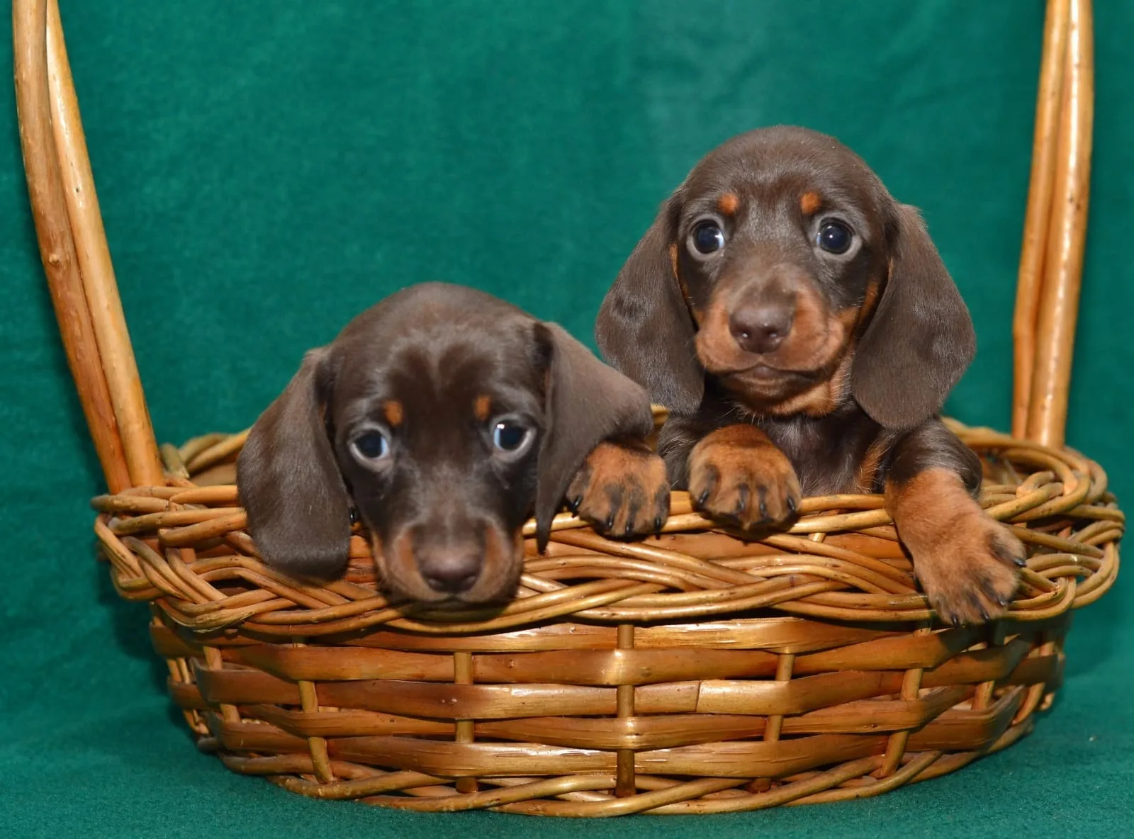 A pet from the Pet Town kennel