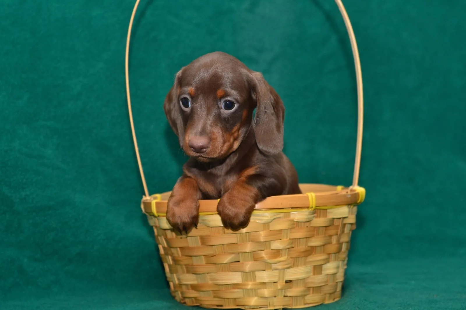 A pet from the Pet Town kennel