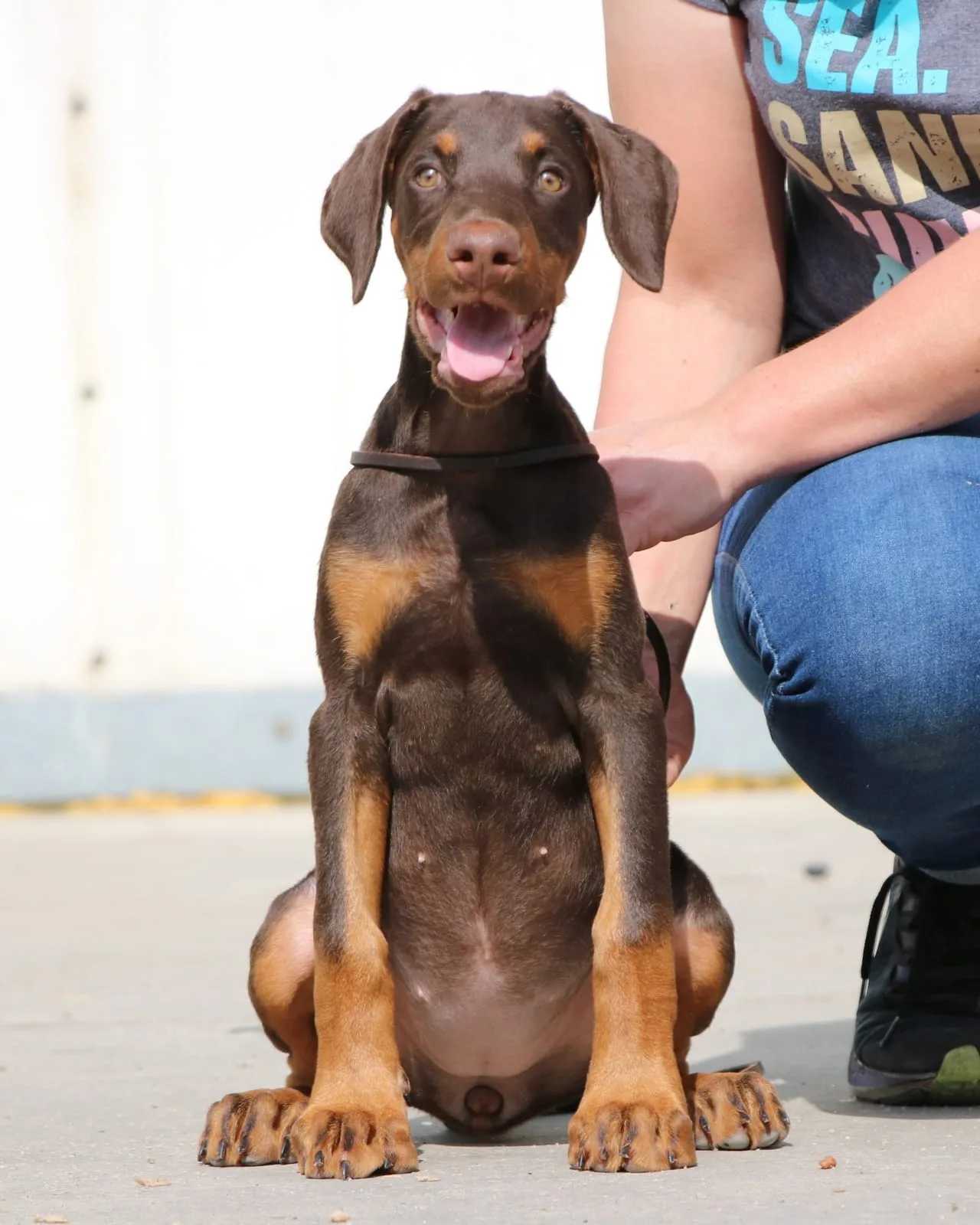 A pet from the Pet Town kennel