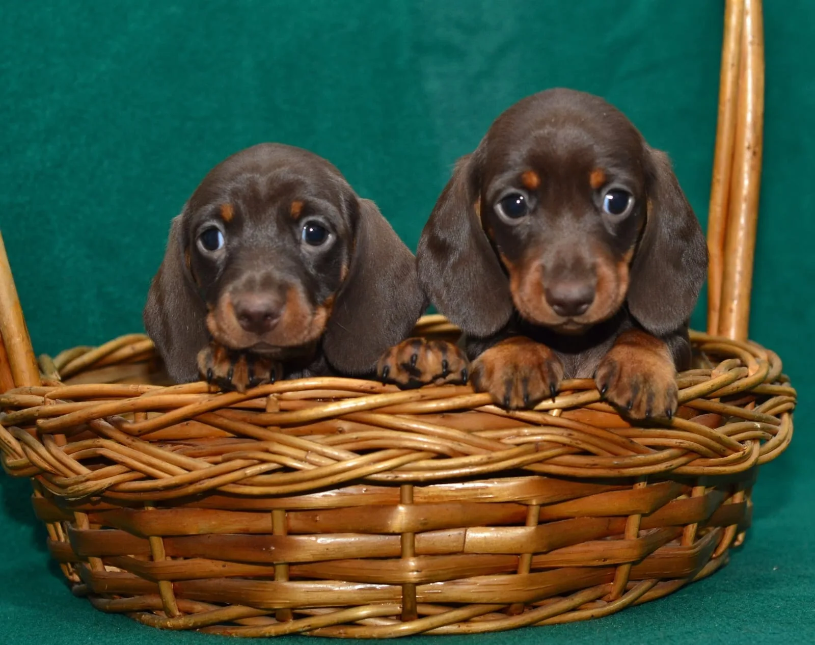 A pet from the Pet Town kennel