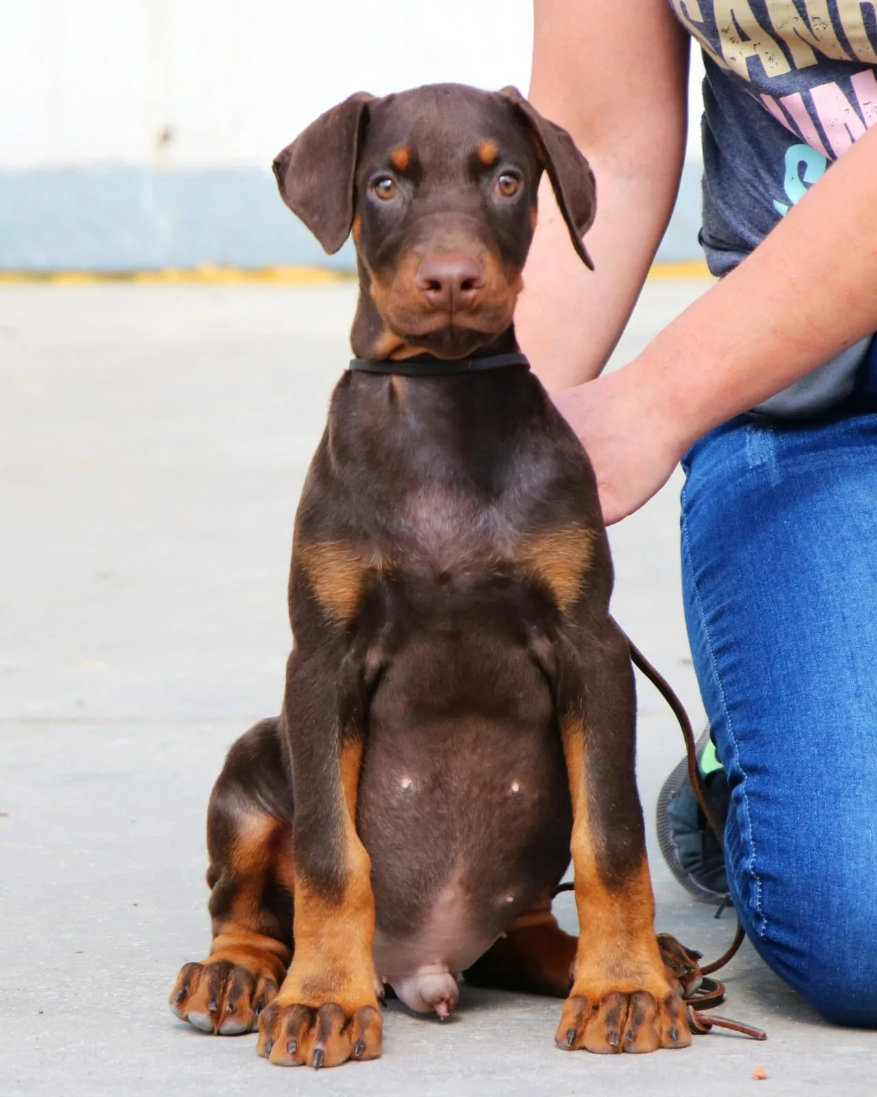 A pet from the Pet Town kennel