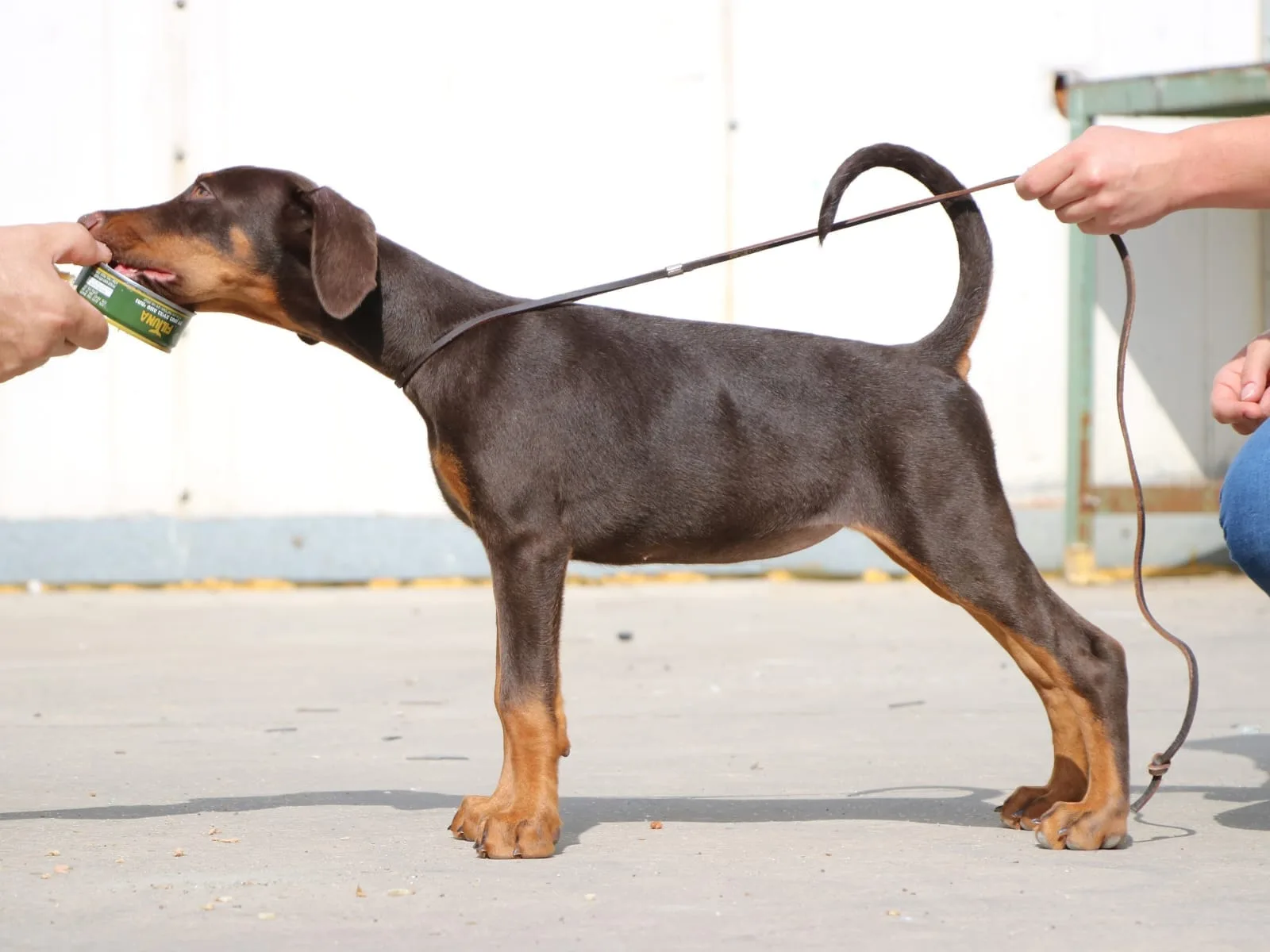 A pet from the Pet Town kennel