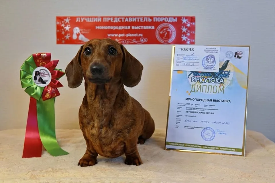A pet from the Pet Town kennel
