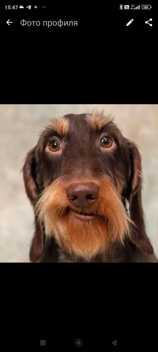 A pet from the Pet Town kennel