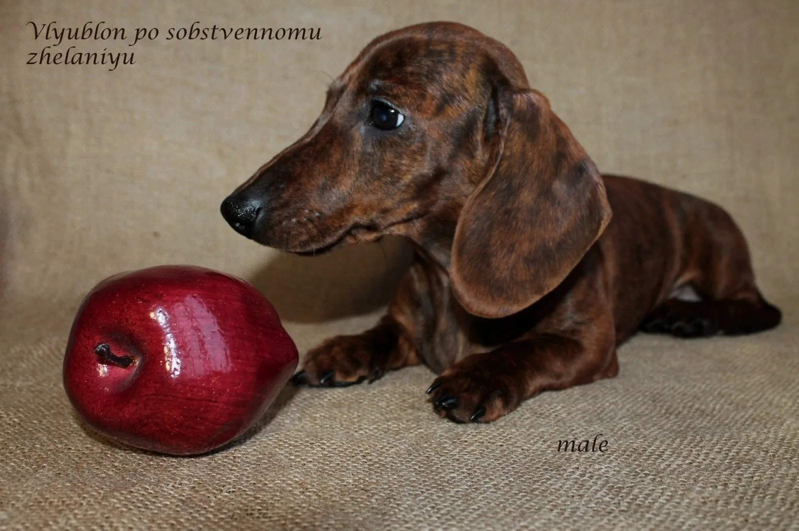 A pet from the Pet Town kennel