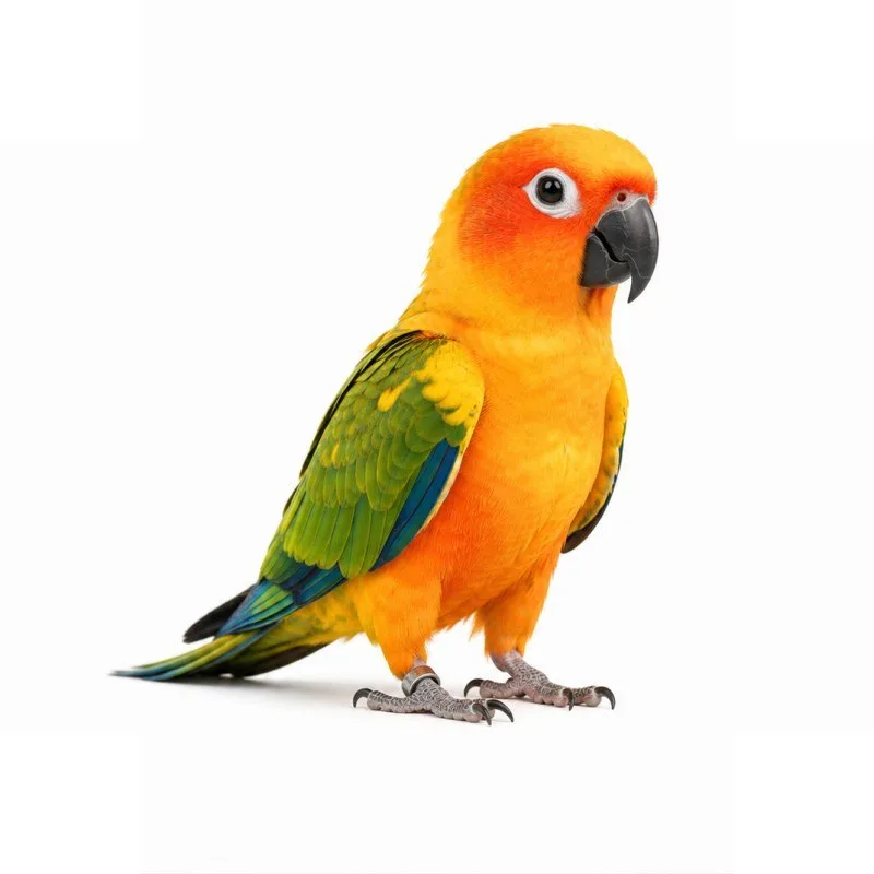 Birds