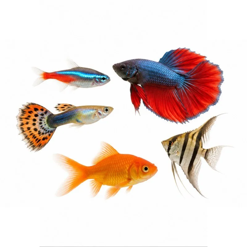 Aquarium fish: neon tetra, betta, guppy, goldfish and angelfish