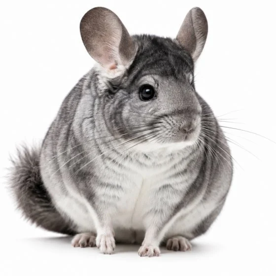 Chinchillas
