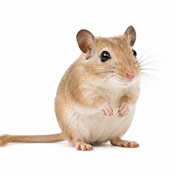 Gerbils