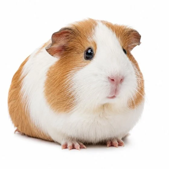 Guinea Pigs