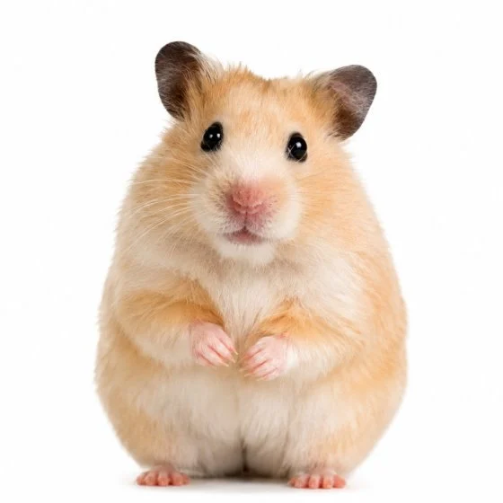 Hamsters