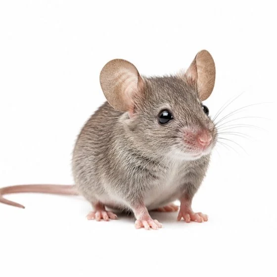 Mice