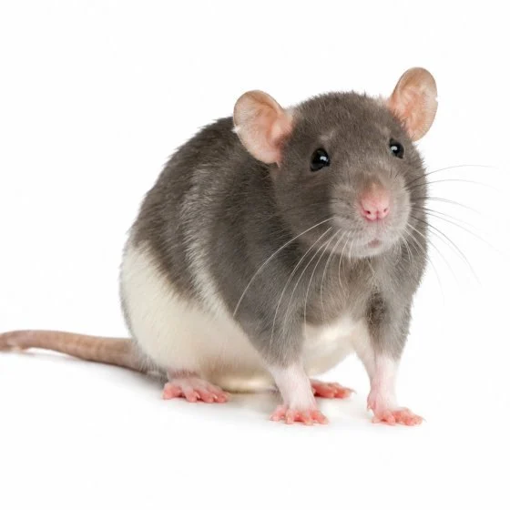 Rats